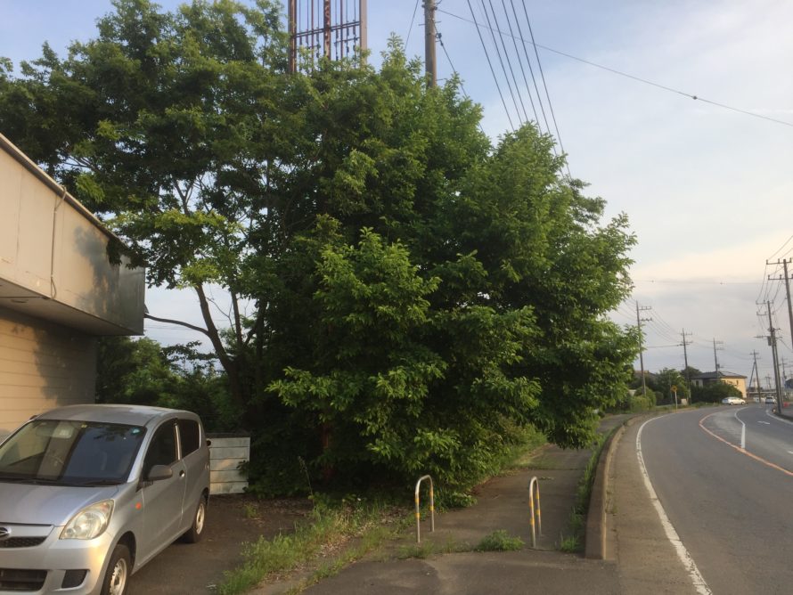 茨城県　つくば市　伐採